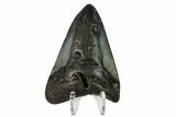 Bargain, Fossil Megalodon Tooth - North Carolina #153129-2